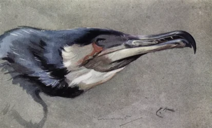 Kormoran